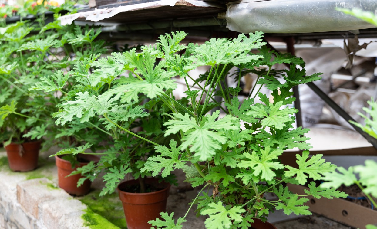 Mejores plantas antimosquitos para exterior