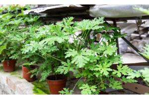 Mejores plantas antimosquitos para exterior